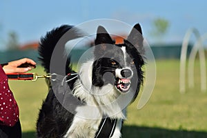 Angry black and white border collie