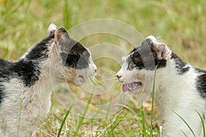 Angry black and white cats looking and grin at each other at the fight break