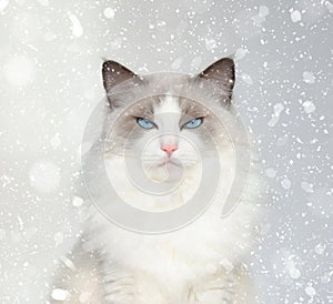 Nevrlý mačka modrý oči v sneh 