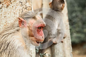 Angry Bonnet macaques monkey in red face