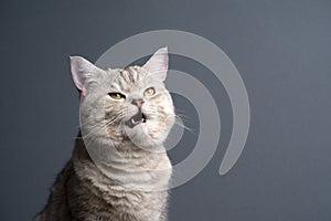 angry british shorthair cat making funny face with mouth open