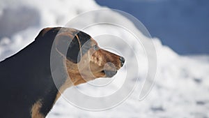 Angry brown dog barking in winter against a white snow background