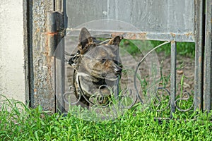 An angry brown dog on a chain peeps out from under the gray metal rods