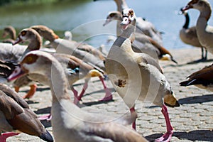 Angry brown duck with a crazy face. Funny picture