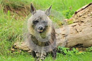 Angry brown hyena
