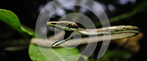 angry brown vine snake acting like it is dangerous