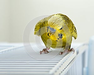 Angry Budgie