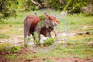 Angry bull