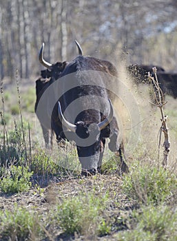 Angry bull (Camargue bull) photo