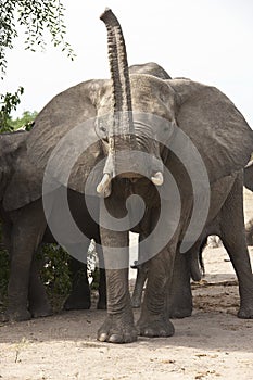 Angry Bull Elephant - Africa