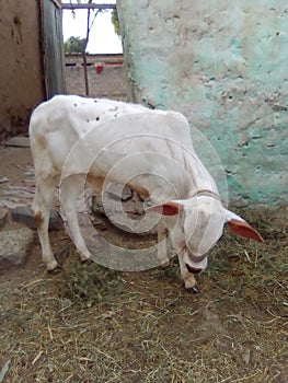 Angry bull image clicked at the time