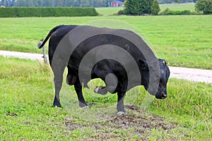 Angry Bull Pawing on Field