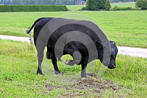 Angry Bull Pawing on Field photo