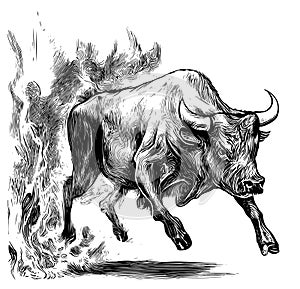 Angry bull running in fire