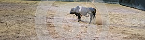 Angry Bull Snorting And Pawing The Ground photo