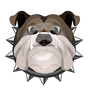 Angry bulldog face in metal collar vector realistic illustration.