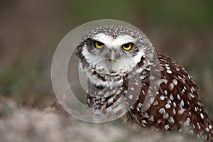 Angry Burrowing Owl