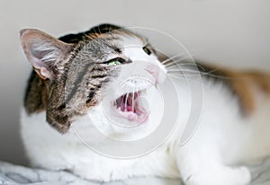 An angry calico tabby shorthair cat hissing