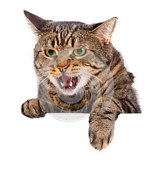 Angry cat banner