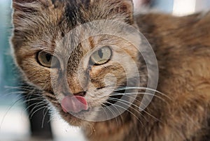 Angry cat close-up