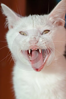 Angry cat closeup