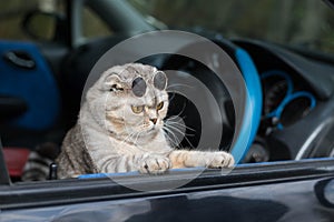 angry cat in dark glasses is driving a car
