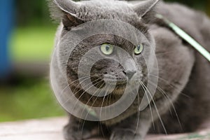 Angry cat defending his territory