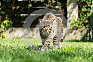 Angry Cat Defending Territory