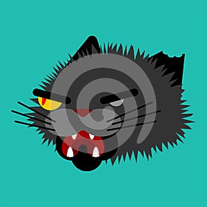 Angry cat face. Attacker pet head. Animal bully vector