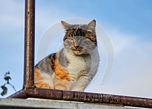 Angry cat face with green eyes sits on wooden and steel board and watching events in the garden. King of jungle in sky. Concept of