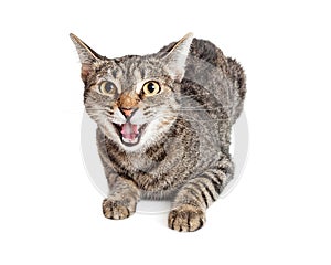 Angry Cat Hissing Looking Forward