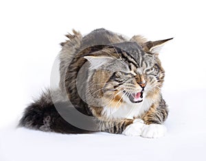 Angry Cat, Main coon photo