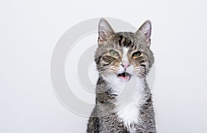 angry cat with mouth open