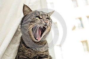 Angry cat