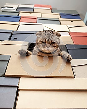 Angry cat Scottish Fold climbed into a pile of folded shoe boxes and stares down sternly