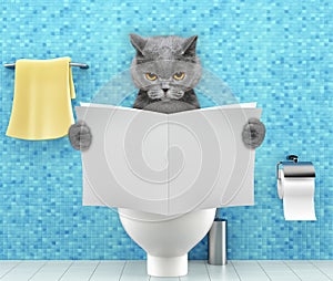 Angry cat sitting on a toilet seat with digestion problems or constipation reading magazine or newspaper