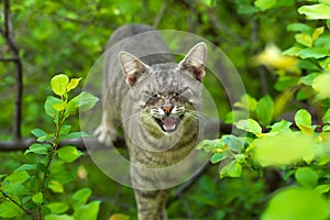 Angry cat on tree