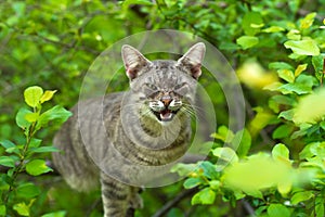 Angry cat on tree