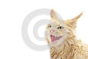 Angry cat