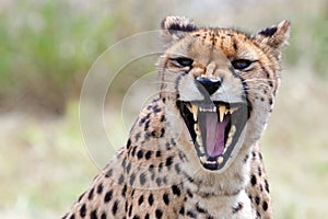 Angry cheetah