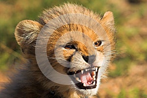 Angry Cheetah Cub