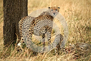 Angry cheetah with cubs