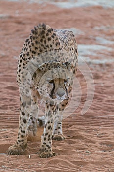 Angry cheetah