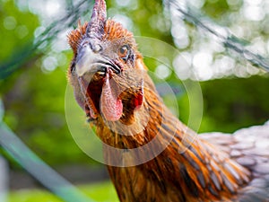 Angry chicken portrait