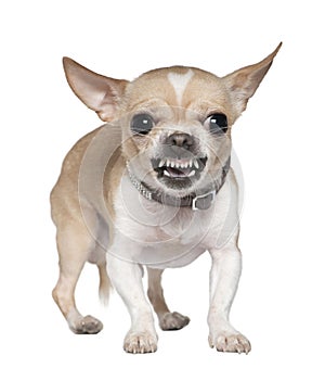 Angry Chihuahua growling, 2 years old photo