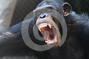 angry chimpanzee portrait