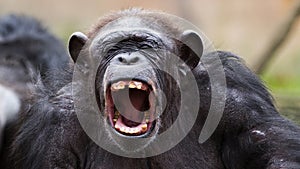 Angry chimpanzee yelling