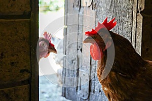 angry cock rooster chicken coop henhouse roost hencoop. Close up head