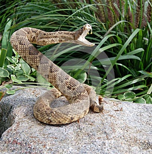 angry coiled rattle snake on rock