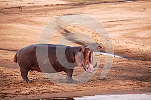 The angry common hippopotamus Hippopotamus amphibius.